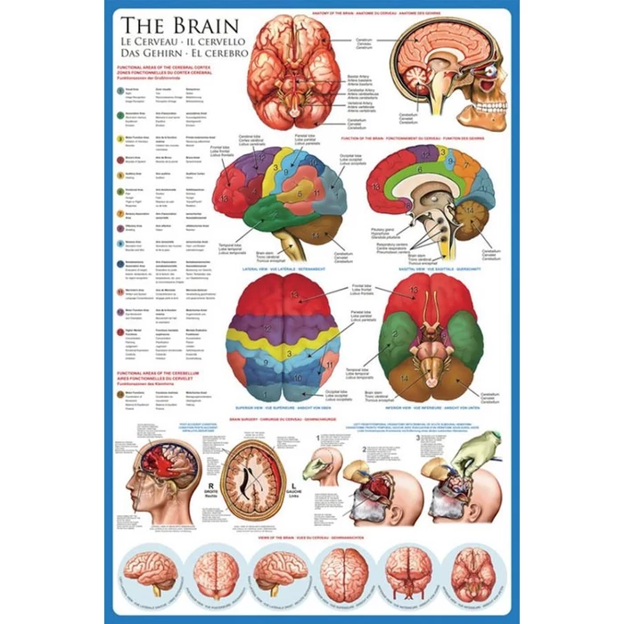 EuroGraphics 6000-0256 - The Brain - 1000 db-os puzzle