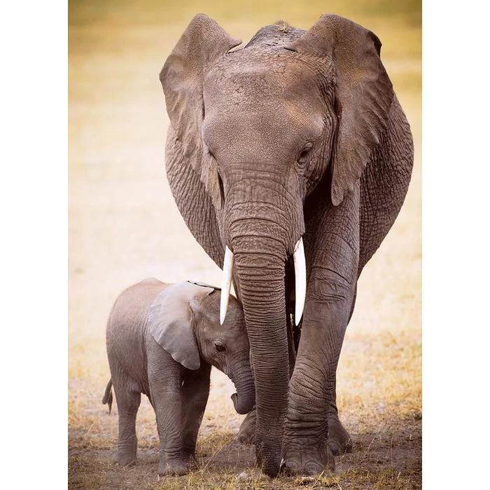 EuroGraphics 6000-0270 - Elephant & Baby - 1000 db-os puzzle