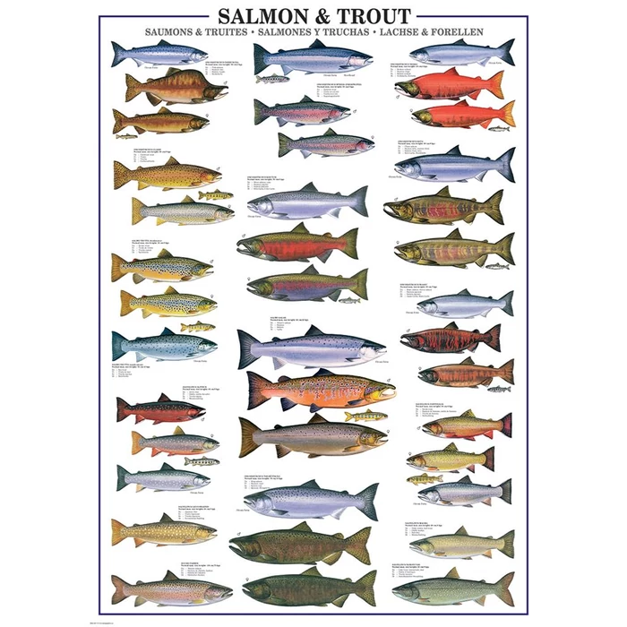 EuroGraphics 6000-0311 - Salmon & Trout - 1000 db-os puzzle