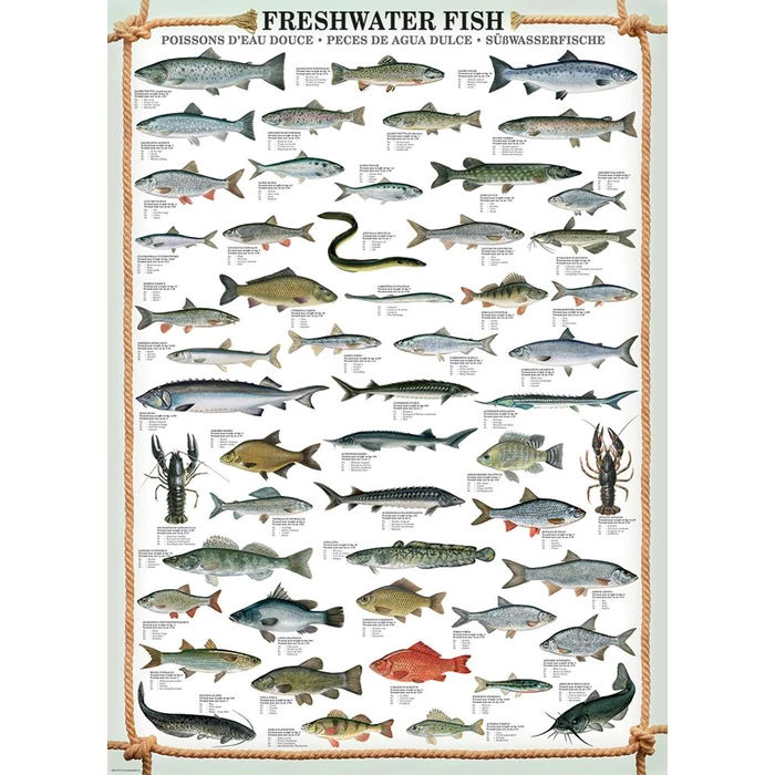EuroGraphics 6000-0312 - Freshwater Fish - 1000 db-os puzzle