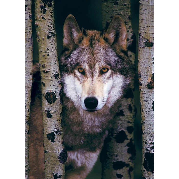 EuroGraphics 6000-1244 - Gray Wolf - 1000 db-os puzzle