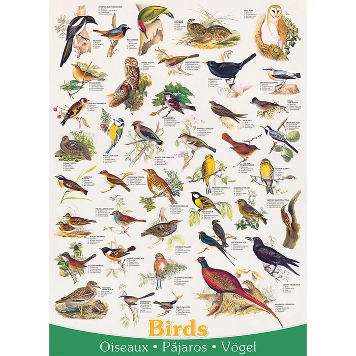 EuroGraphics 6000-1259 - Birds - 1000 db-os puzzle