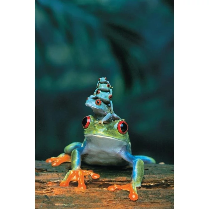 EuroGraphics 6000-3004- Red Eyed Tree Frog- 1000 db-os puzzle