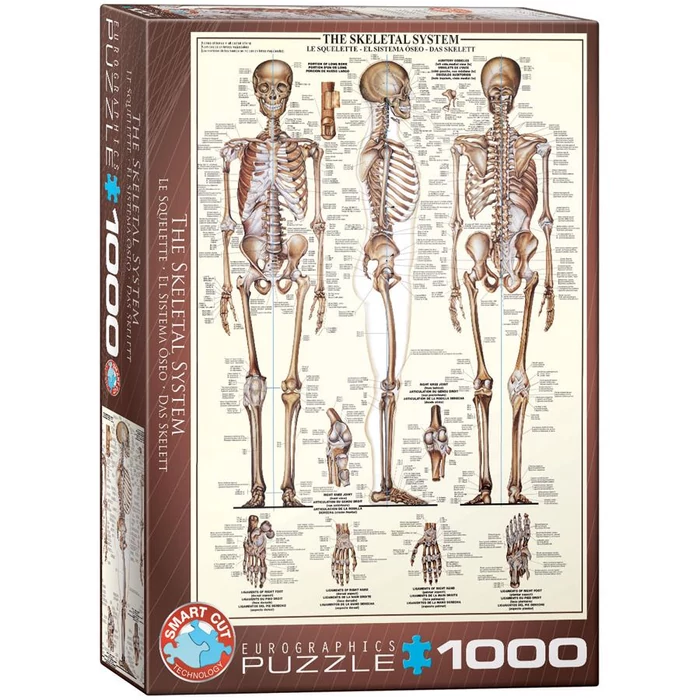 EuroGraphics 6000-3970 - The Skeletal System - 1000 db-os puzzle