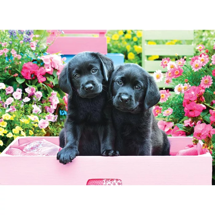 Eurographics 6500-5462 - Black Labs in Pink Box - 500 db-os puzzle