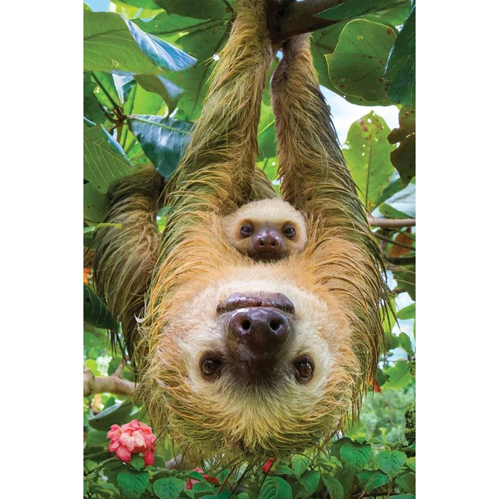 EuroGraphics 8251-5556 - Sloths - 250 db-os puzzle