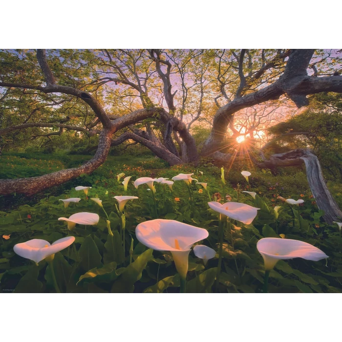 Heye 29906 - Calla Clearing - 1000 db-os puzzle