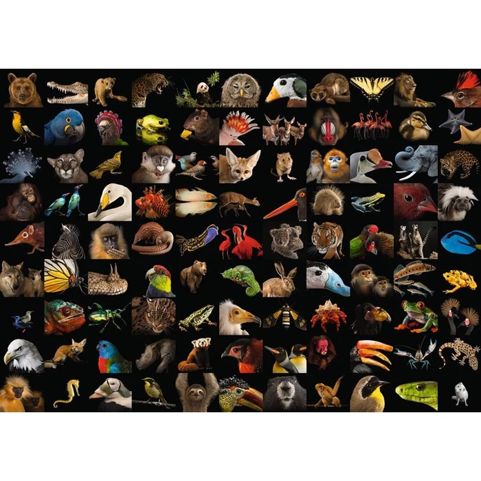Ravensburger 15983 - National Geographic - 99 lenyűgöző állatfotó - 1000 db-os puzzle