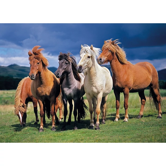 Tactic 53929 - Camargue lovak - 1000 db-os puzzle