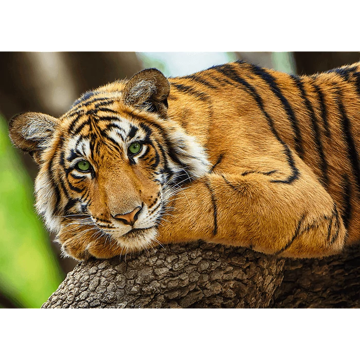 Trefl 37397 - Tigris portré - 500 db-os puzzle